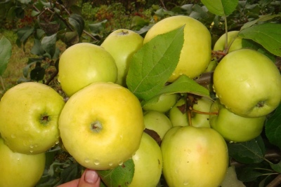 Apfelbaum Herbstgeschenk