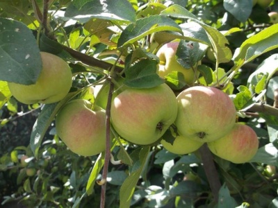 Regalo de manzano para jardineros