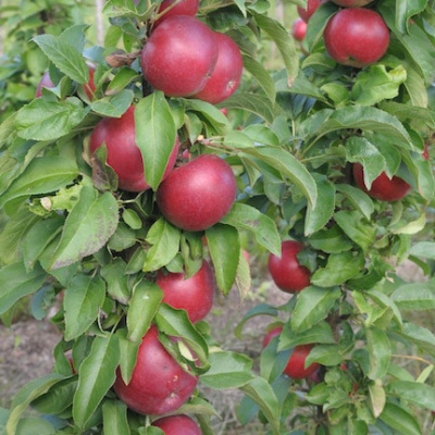 Zuilvormige appelpoëzie