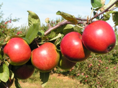 Æbletræ rustning