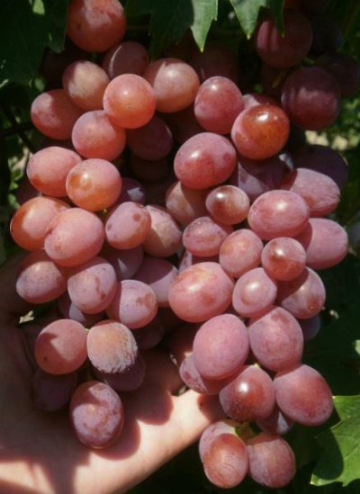 Prima grapes (Pavlovsky E.G.)