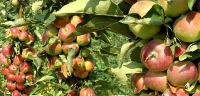 Zuilvormige appelboom Priokskoe