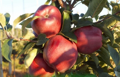红酋长苹果树