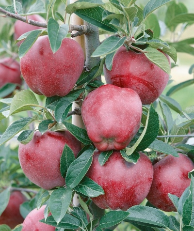 شجرة التفاح الأحمر لذيذ