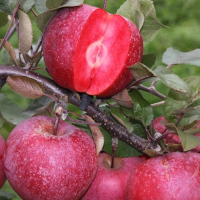 Æbletræ Rød Ketty