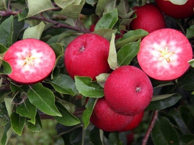 Treci roșie de măr