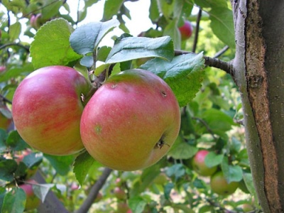 شجرة التفاح رينيه تشيرنينكو
