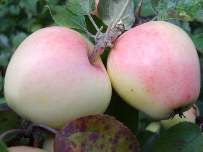 Apple-tree Riga Dove