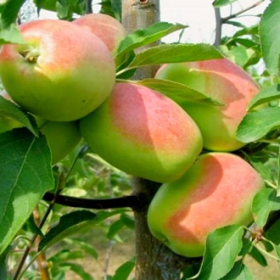 Apfelbaum Rosmarin