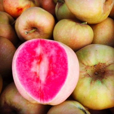 苹果树粉红珍珠