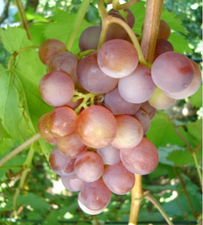 Russian early grapes
