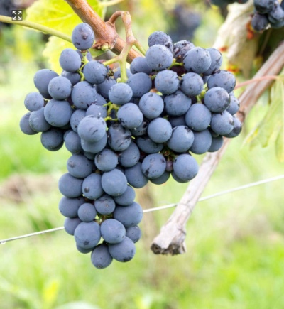 Sangiovese vynuogė
