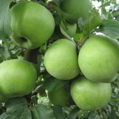 Apple tree Semerenko