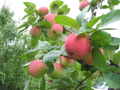 银蹄苹果树