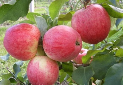 Æbletræ Streyfling