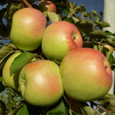 Apple tree Sinap Orlovsky