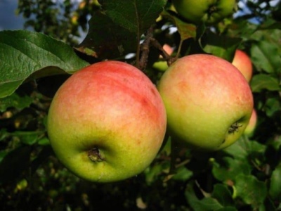 Apple tree Sinap north