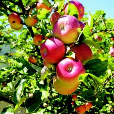 Apple Tree Sweet Nega
