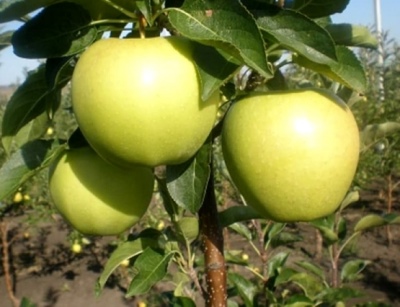التفاح شجرة سلافيانكا