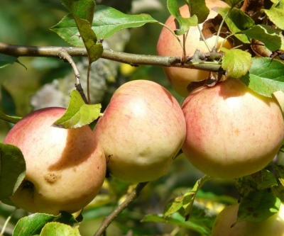 شجرة التفاح سوكولوفسكي