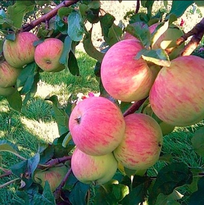 Apple tree Spartak