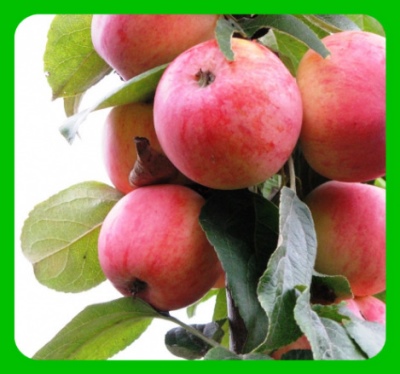شجرة التفاح Surkhurai