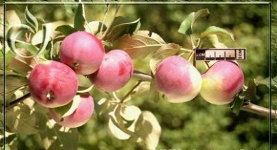 Æbletræ souvenir fra Altai