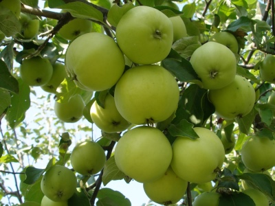 Măr rezident din Sverdlovsk
