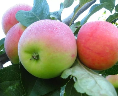 Äppelträdets friskhet