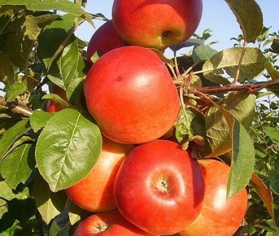 Syabryn 的苹果树