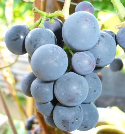 Taiga grapes