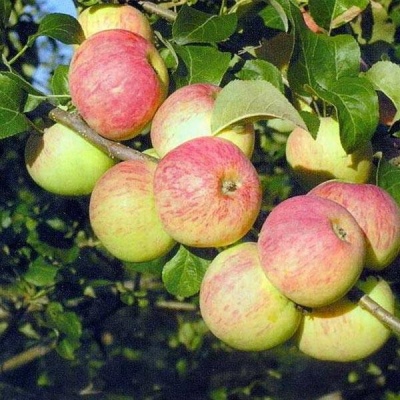 Apple tree Tolunay