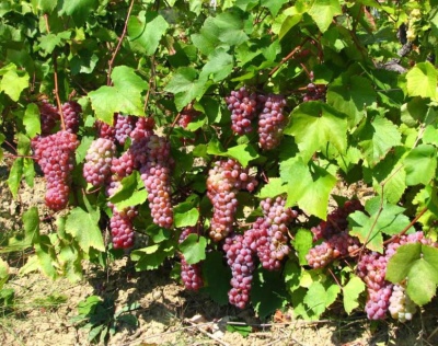 Traminer pink grape (Gewurztraminer)