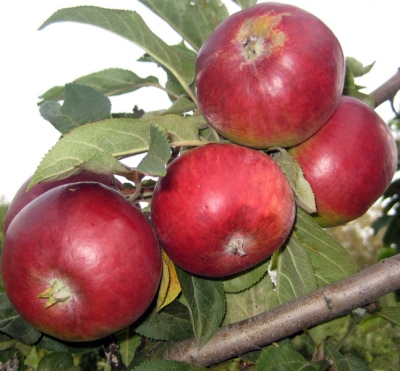 Zuilvormige appelboom Triumph