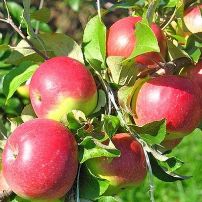 韦尔西苹果树