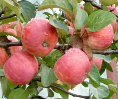 苹果树 Uralets