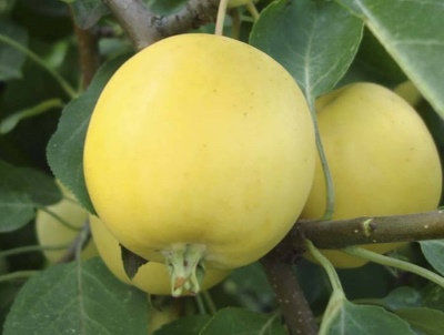 شجرة التفاح الأورال Nalivnoe