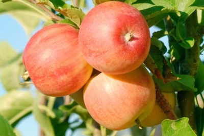 شجرة التفاح الأورال الوردي