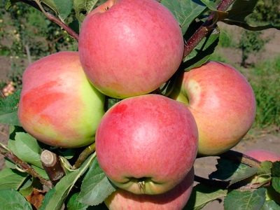شجرة التفاح Uspenskoe