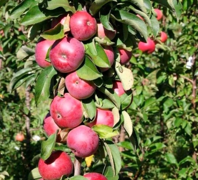 Zuilvormige appel Vasyugan