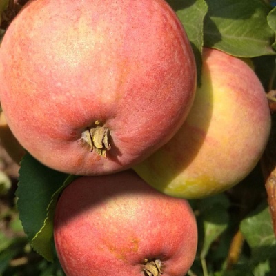 Æbletræ VEM pink