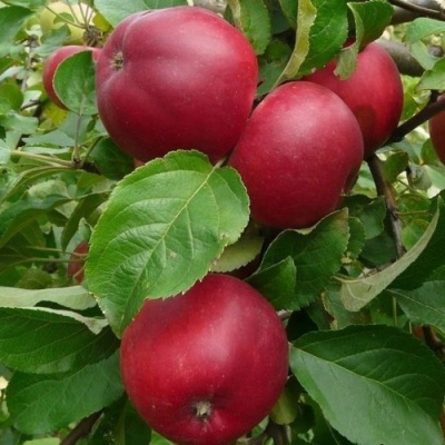 التفاح شجرة فينيامينوفسكوي