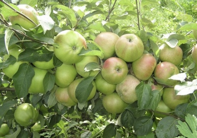 شجرة التفاح Verbnoe