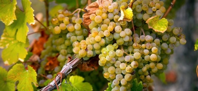 Verdejo grapes