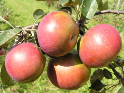 Apple tree Vesyalina