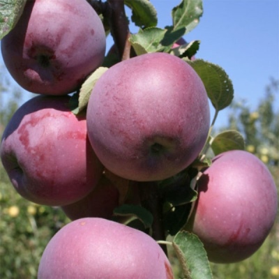 Drvo jabuke Williams Pride