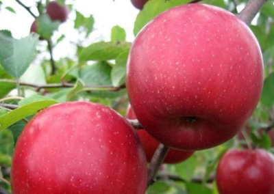 التفاح شجرة الكرز