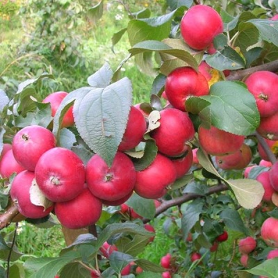 Æbletræ Forælder