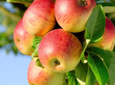 منتجعات صحية على شكل شجرة التفاح