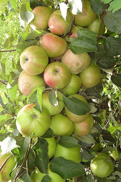 Collar columnar de ámbar y manzana